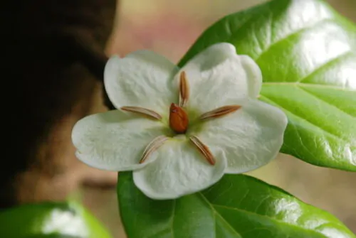 Tamilnadia uliginosa - Divine Jasmine - Image 8