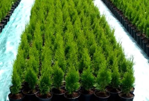 Thuja occidentalis - Swamp Cedar, Northern White-Cedar, Eastern White-Cedar, American Arborvitae, Eastern Arborvitae - Image 4