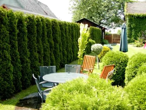 Thuja occidentalis - Swamp Cedar, Northern White-Cedar, Eastern White-Cedar, American Arborvitae, Eastern Arborvitae - Image 5