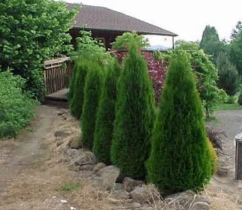 Thuja occidentalis - Swamp Cedar, Northern White-Cedar, Eastern White-Cedar, American Arborvitae, Eastern Arborvitae - Image 7