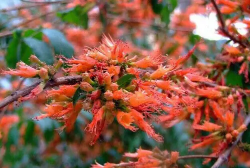 Woodfordia fruticosa - Fire flames, woodfordia, dhataki plant