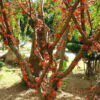 Woodfordia fruticosa - Fire flames,   woodfordia,   dhataki plant - Image 2