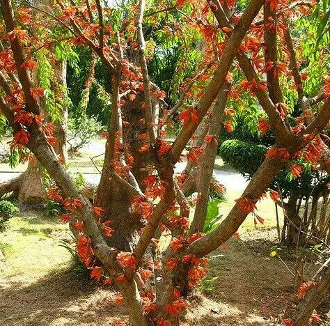 Woodfordia fruticosa - Fire flames, woodfordia, dhataki plant - Image 2