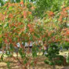 Woodfordia fruticosa - Fire flames,   woodfordia,   dhataki plant - Image 3