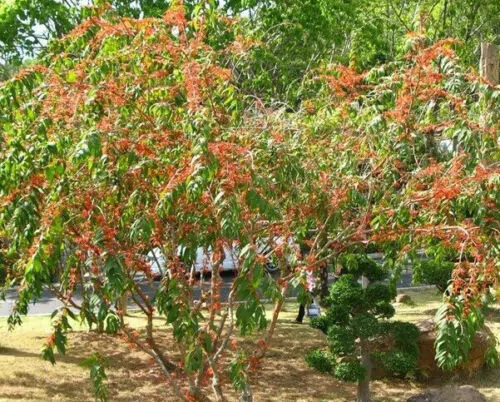 Woodfordia fruticosa - Fire flames, woodfordia, dhataki plant - Image 3