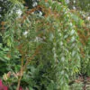 Woodfordia fruticosa - Fire flames,   woodfordia,   dhataki plant - Image 4