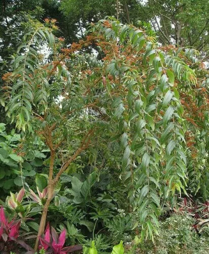 Woodfordia fruticosa - Fire flames, woodfordia, dhataki plant - Image 4