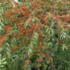 Woodfordia fruticosa - Fire flames,   woodfordia,   dhataki plant - Image 5