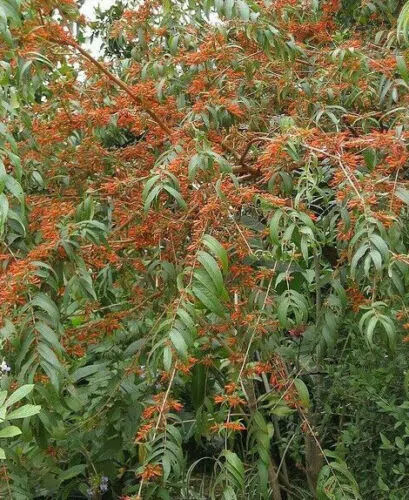 Woodfordia fruticosa - Fire flames, woodfordia, dhataki plant - Image 5