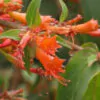 Woodfordia fruticosa - Fire flames,   woodfordia,   dhataki plant - Image 6