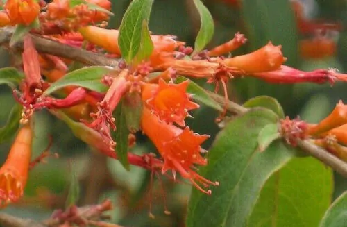 Woodfordia fruticosa - Fire flames, woodfordia, dhataki plant - Image 6