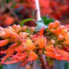 Woodfordia fruticosa - Fire flames,   woodfordia,   dhataki plant - Image 7