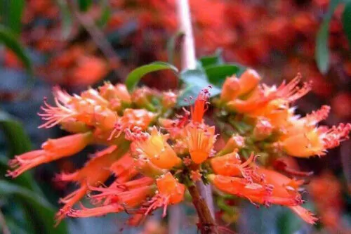 Woodfordia fruticosa - Fire flames, woodfordia, dhataki plant - Image 7