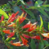 Woodfordia fruticosa - Fire flames,   woodfordia,   dhataki plant - Image 8