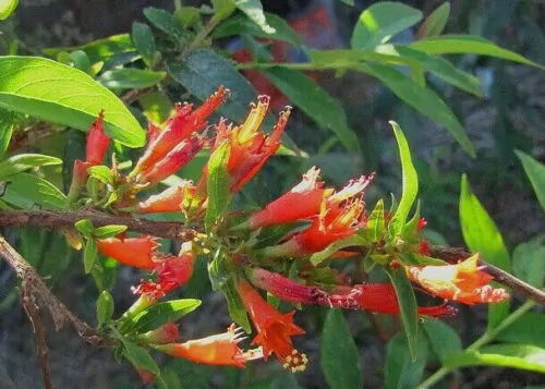 Woodfordia fruticosa - Fire flames, woodfordia, dhataki plant - Image 8