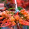 Woodfordia fruticosa - Fire flames,   woodfordia,   dhataki plant - Image 9