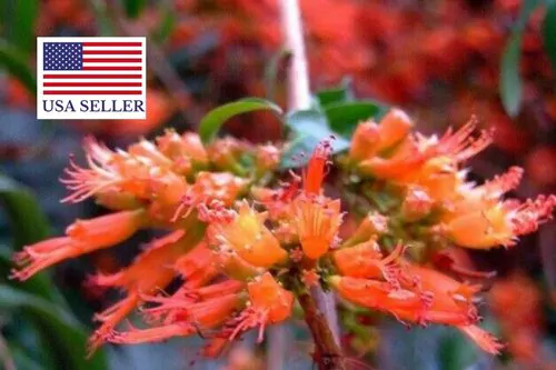 Woodfordia fruticosa - Fire flames, woodfordia, dhataki plant - Image 9