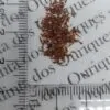 Woodfordia fruticosa - Fire flames,   woodfordia,   dhataki plant - Image 10