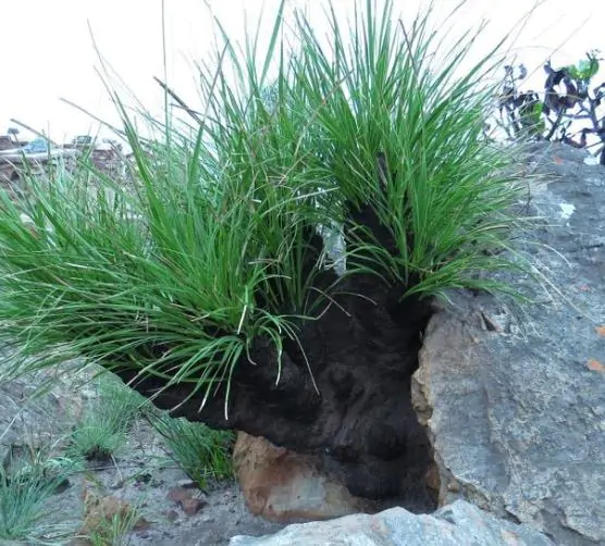 Xerophyta retinervis - Black lily, black desert lily - Image 4