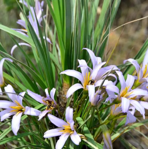 Xerophyta retinervis - Black lily, black desert lily - Image 5
