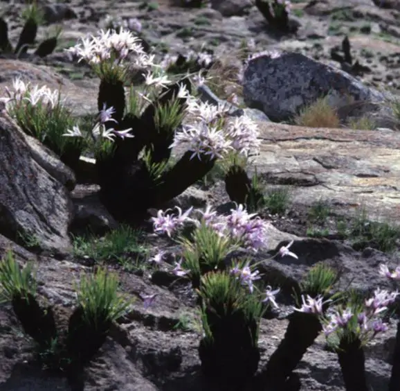 Xerophyta retinervis - Black lily, black desert lily - Image 6