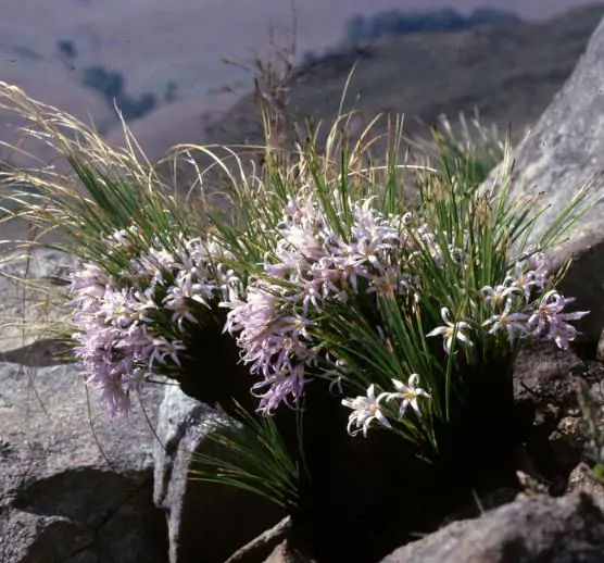 Xerophyta retinervis - Black lily, black desert lily - Image 9