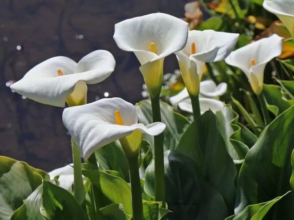Zantedeschia aethiopica - Lily of the Nile