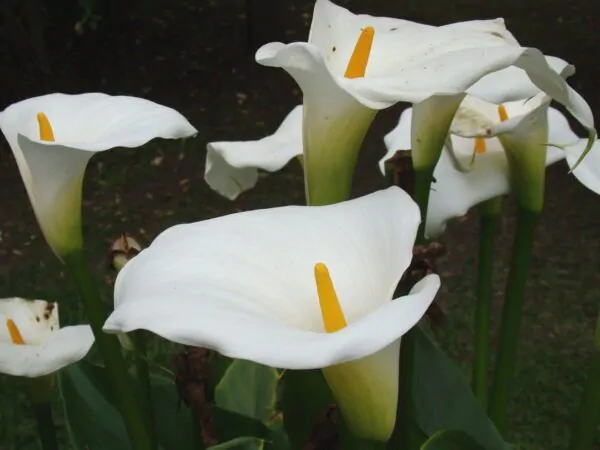 Zantedeschia aethiopica - Lily of the Nile - Image 4