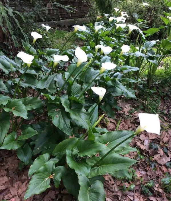 Zantedeschia aethiopica - Lily of the Nile - Image 5