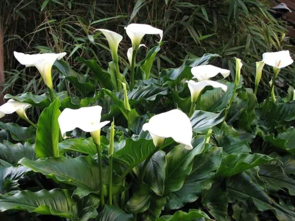 Zantedeschia aethiopica - Lily of the Nile - Image 7
