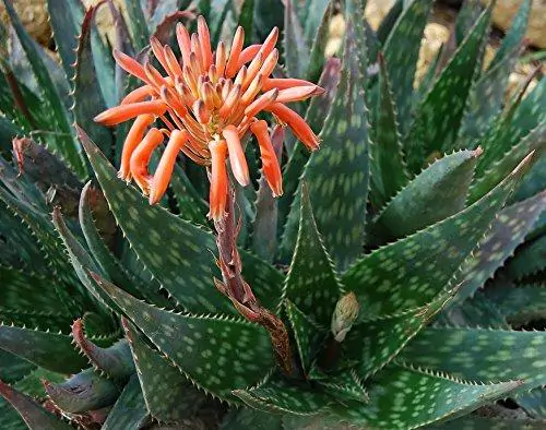 Aloe maculata 'Robusta' - Soap Aloe