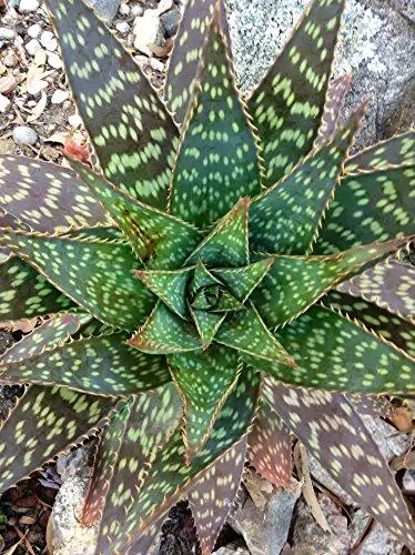Aloe maculata 'Robusta' - Soap Aloe - Image 2