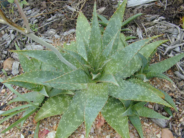 Aloe maculata 'Robusta' - Soap Aloe - Image 4