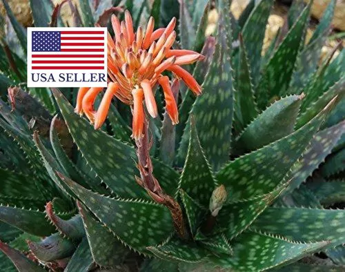 Aloe maculata 'Robusta' - Soap Aloe - Image 7
