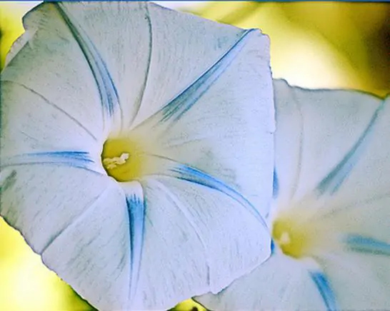 Ipomoea tricolor 'Blue Star' - Trepadeira morning glory blue star, morning glory blue star, viola strap, ringer - Image 5