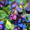 Cerinthe major - Honeywort, Pride of Gibraltar, Purple Wax Flower - Image 2