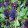 Cerinthe major - Honeywort, Pride of Gibraltar, Purple Wax Flower - Image 3
