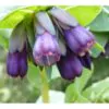 Cerinthe major - Honeywort, Pride of Gibraltar, Purple Wax Flower - Image 4