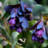 Cerinthe major - Honeywort, Pride of Gibraltar, Purple Wax Flower - Image 6