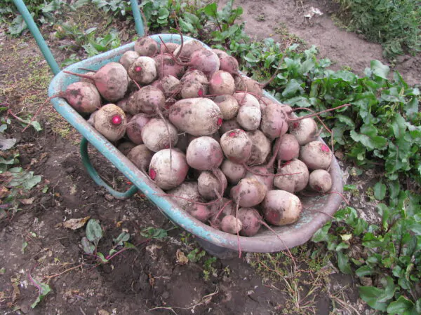 Beta vulgaris subsp. vulgaris 'Conditiva' - Beetroot, Beets, Table Beet, Garden Beet, Red Beet, Dinner Beet, Golden Beet - Image 6