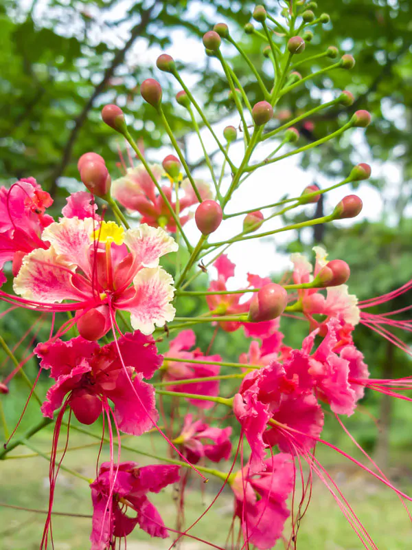 Caesalpinia pulcherrima var. pink - Pink Dwarf Poinciana, Pride of