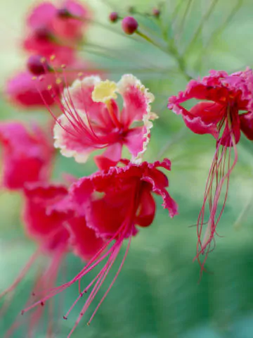 Caesalpinia pulcherrima var. pink - Pink Dwarf Poinciana, Pride of Barbados, Bird of Paradise, Peacock Flower - Image 3
