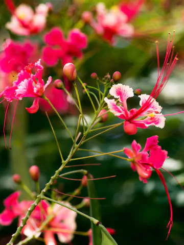 Caesalpinia pulcherrima var. pink - Pink Dwarf Poinciana, Pride of Barbados, Bird of Paradise, Peacock Flower - Image 4