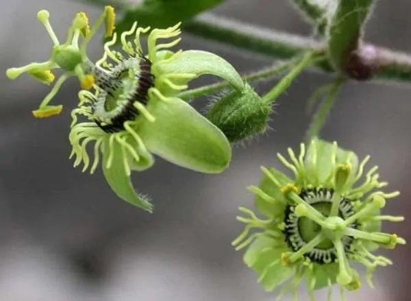 Passiflora suberosa / Passiflora pallida - Corky-stemmed Passion Flower, Passionflower Maracuja