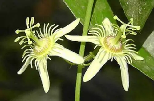 Passiflora suberosa / Passiflora pallida - Corky-stemmed Passion Flower, Passionflower Maracuja - Image 2