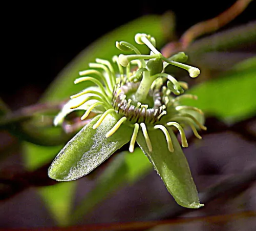 Passiflora suberosa / Passiflora pallida - Corky-stemmed Passion Flower, Passionflower Maracuja - Image 3