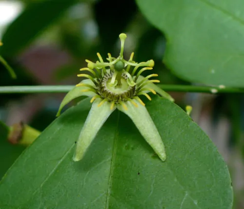 Passiflora suberosa / Passiflora pallida - Corky-stemmed Passion Flower, Passionflower Maracuja - Image 4