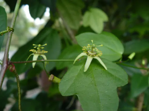 Passiflora suberosa / Passiflora pallida - Corky-stemmed Passion Flower, Passionflower Maracuja - Image 5