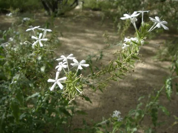 Plumbago zeylanica / Plumbago scandens - Ceylon Leadwort, Doctorbush, Wild Leadwort - Image 3