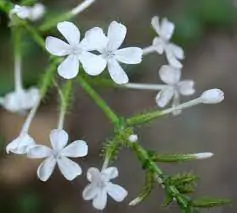 Plumbago zeylanica / Plumbago scandens - Ceylon Leadwort, Doctorbush, Wild Leadwort - Image 8
